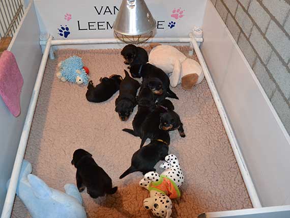 puppy's J-nest week 2